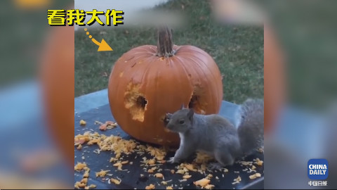 万圣节来啦!小松鼠自制南瓜灯 简直不要太厉害